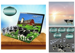 milking herd