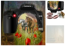 horse photo