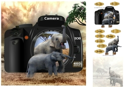 elephants photo