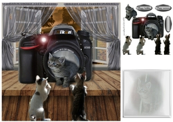 kitten photos