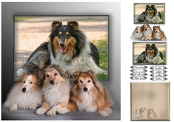 collie