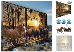 wild horses