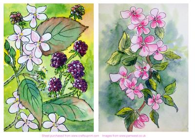 Blackberries and Apple Blossom 2 Watercolour Paintings