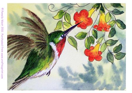 Humming Bird Original Watercolour Painting