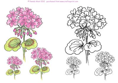 Geranium Digital Stamps and Watercoloured Stamps