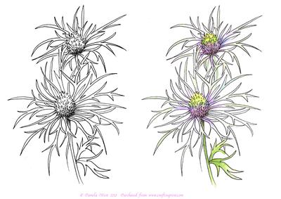 Digital Stamp Erygium with Coloured Version Too