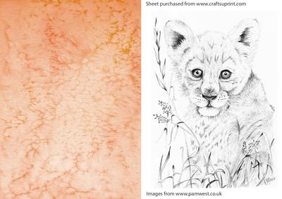 Lion Graphite Drawing Topper and Watercolour Background