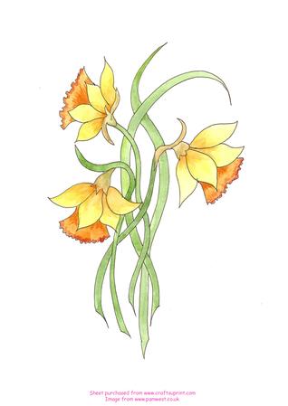 Watercolour - Daffodils