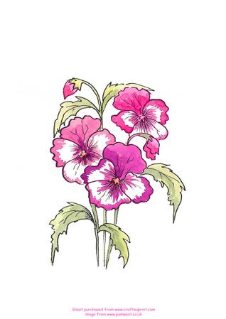 Watercolour - Pink Pansies