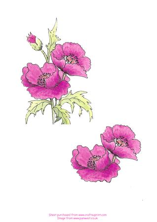 Watercolour - Pink Poppies