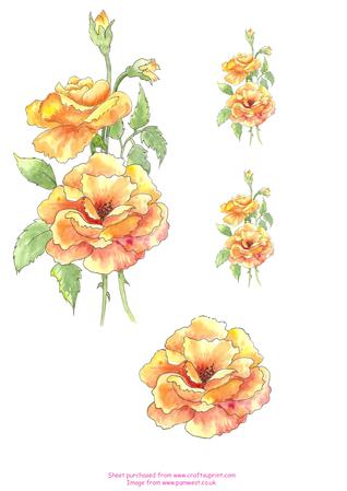 Watercolour, Yellow Roses