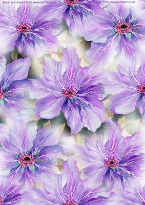 Purple Clematsi Watercolour Background