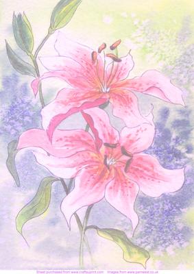 2 Lilies Watercolour Vellum