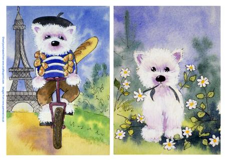 French Westie and It Wasnt Me Westie