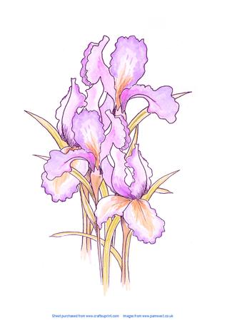 Irises - Original Art