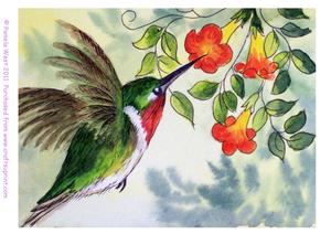 Humming Bird Original Watercolour Painting