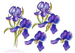Watercolour Purple Irises Decoupage Sheet