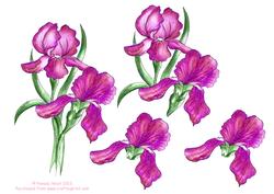 Watercolour Pink Irises Decoupage Sheet