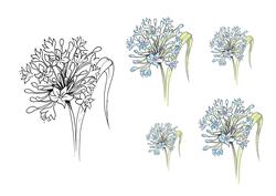Digital Stamp Agapanthus with Coloured Version