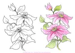 Digital Stamp Clematis with Coloured Version