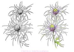 Digital Stamp Erygium with Coloured Version Too