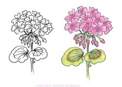 Digital Stamp Geranium with Coloured Version Too