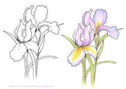 Digital Stamp Irises with Coloured Version Too