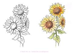 Digital Stamp Sunflower with Coloured Version Too