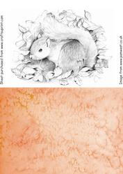 Squirrel Graphite Drawing Topper and Watercolour Background