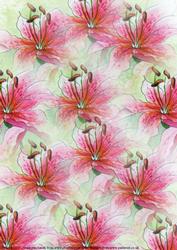 Lilies Watercolour Background