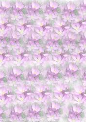 Crocus Vellum