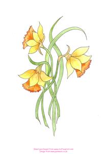 Watercolour - Daffodils