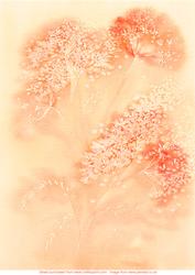 Orange Meadowsweet Background