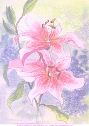 2 Lilies Watercolour Vellum