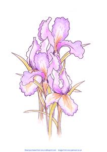 Irises - Original Art