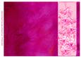 Rose and Crushed Silk Blank Card - Plum Shade