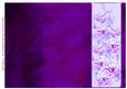 Rose and Crushed Silk Blank Card - Purple Shade