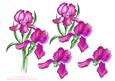 Watercolour Pink Irises Decoupage Sheet