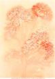 Orange Meadowsweet Background