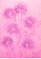 Pink Dandelion Clock Vellum