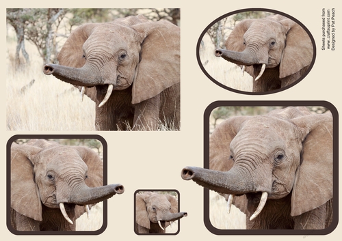 Elephant toppers, Oval, 5 and 6 square, image to cut yourself