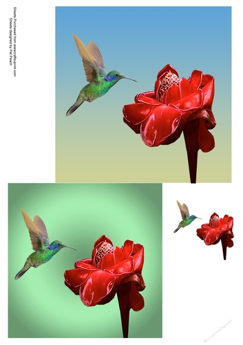 Humming bird with red flower, green background, makes 2 cards