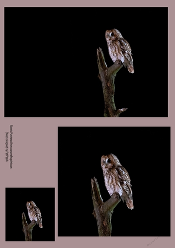 Tawny Owl on perch, makes 2 cards
