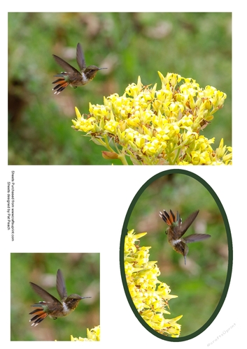 Brown hummingbird flying yellow flowers, makes 2 cards