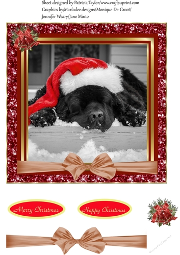 Its a Dogs Life at Christmas