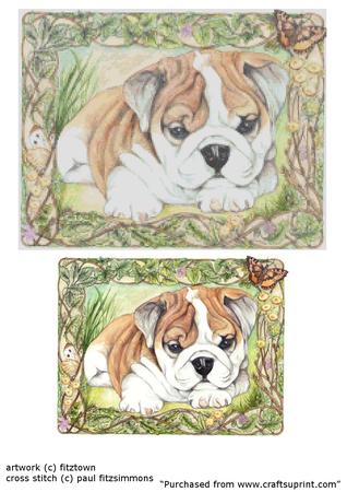 Bulldog Puppy