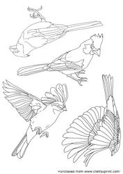 Bird Collection