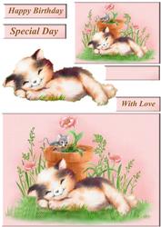 Cute Kitty