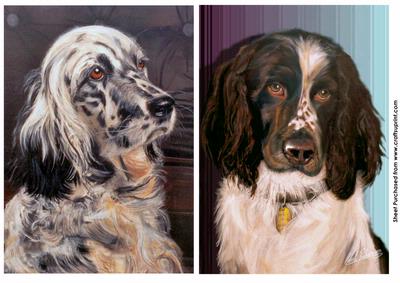 Spinger Spaniel & English Setter