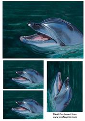 Bottlenose Dolphin